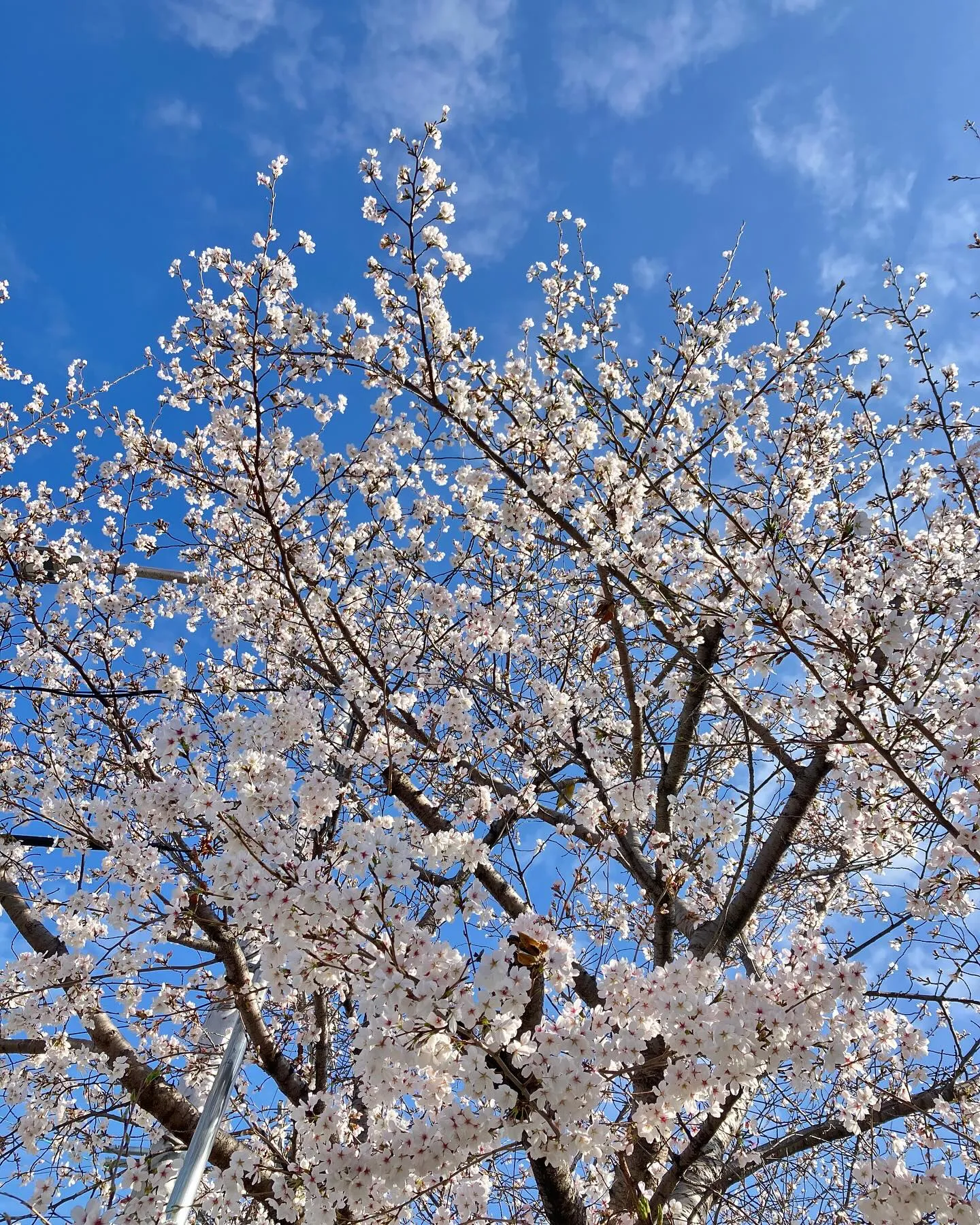 春🌸桜🌸メジロ😊
